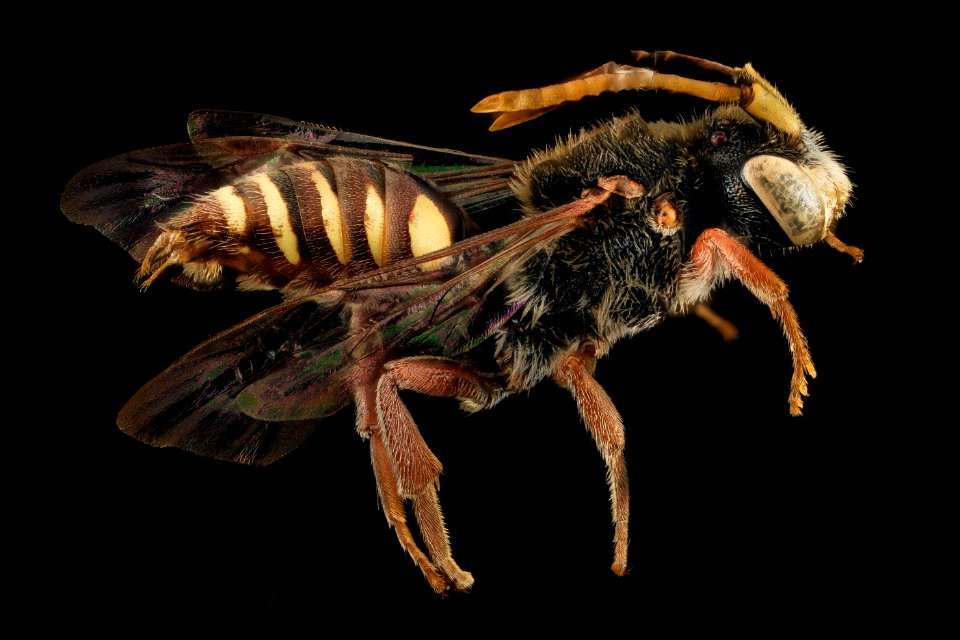 Nomada australis, M, Side, NY, Kings County 2014-04-22-17.07.15 ZS PMax