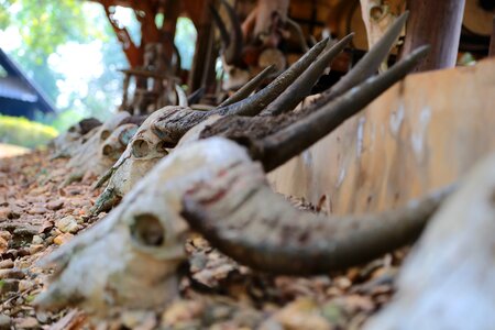 Skull buffalo dead