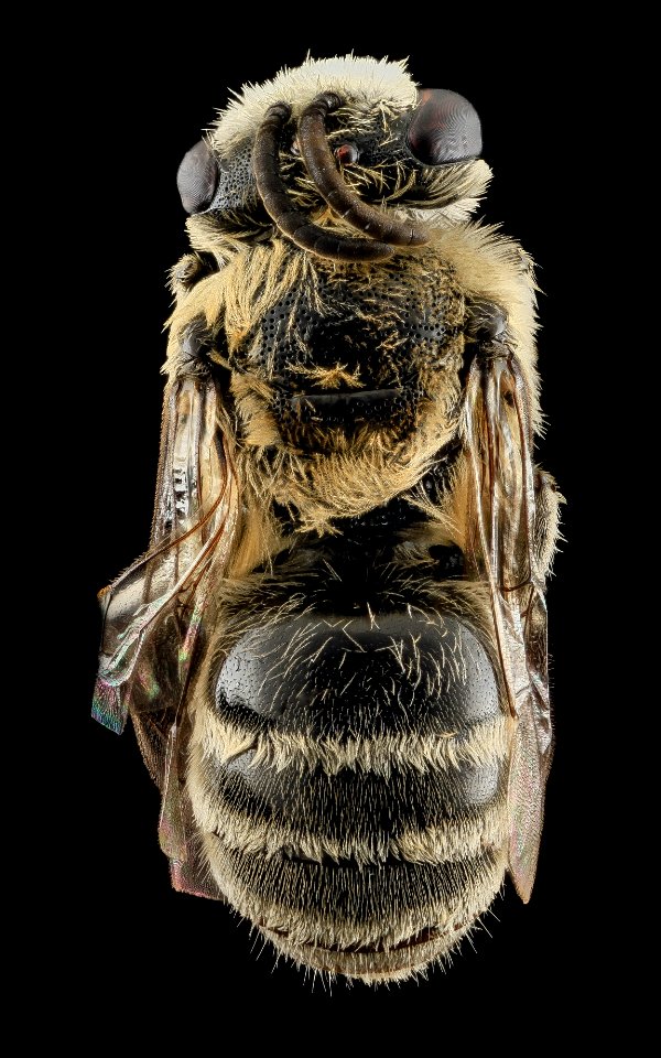 Colletes titusensis, M, Back, Brevard co., Honda, U.S 2013-11-19-07.51.39 ZS PMax
