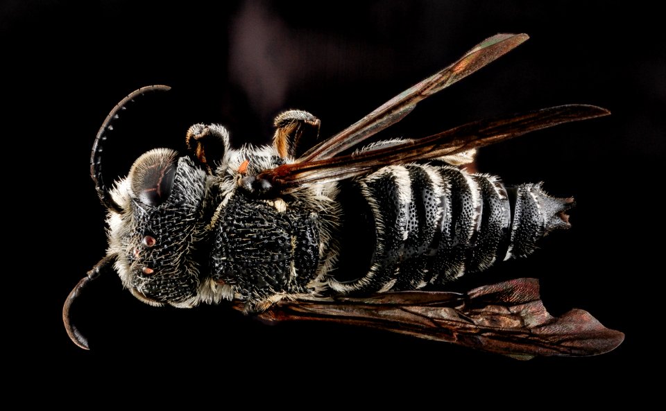 modesta, male, back 2012-07-16-18.10