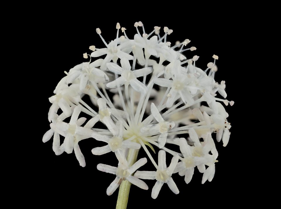 Panax trifolius, Dwarf Ginseng, Howard County, Md, Helen Lowe Metzman 2019-10-23-19.25.04 ZS PMax UDR