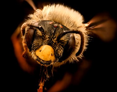 Andrena helianthi, face, Hartville, OH 2018-05-16-17.03