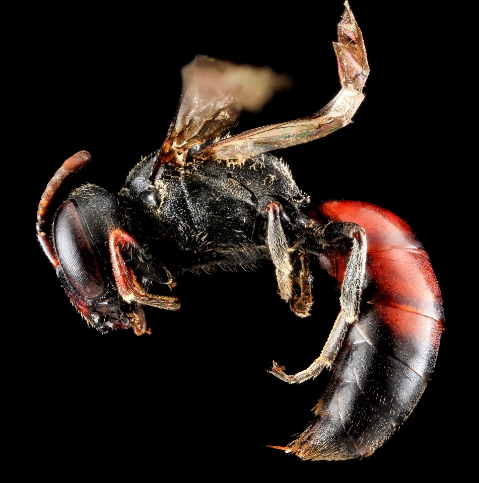 Hylaeus volatilis, Male, Side, Hi, Maui Co 2013-05-31-19.08.28 ZS PMax