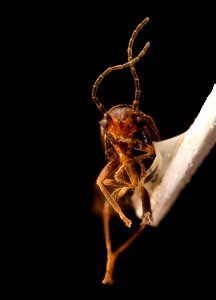 Caccodes granicollis, f, face, cleaned Little Hunting Creek, VA 2018-04-09-10.50