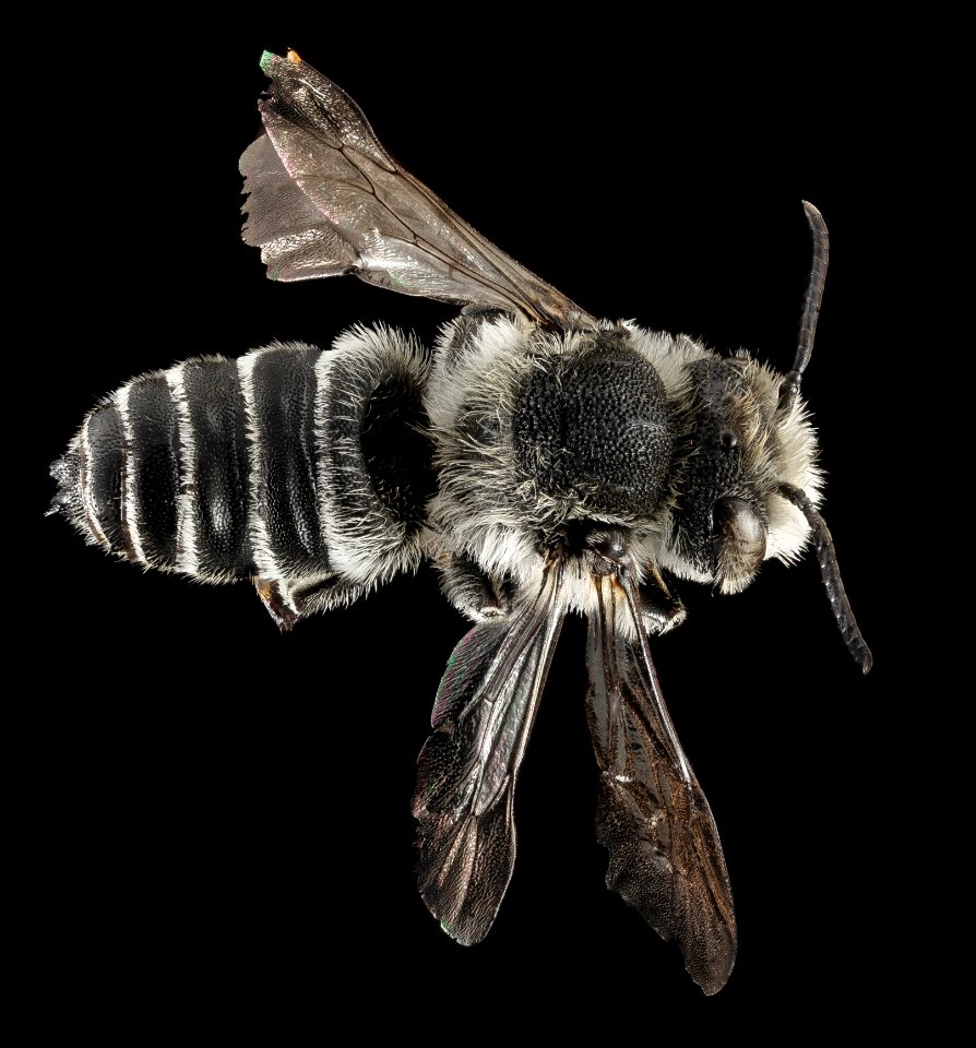 Coelioxys sodalis, M, Back, NY, pullout by river 2014-09-11-14.46.22 ZS PMax