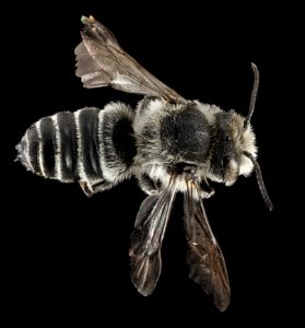 Coelioxys sodalis, M, Back, NY, pullout by river 2014-09-11-14.46.22 ZS PMax