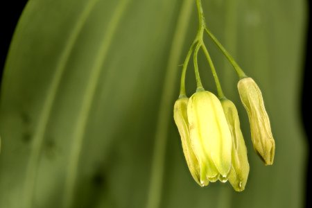 Polygonatum canaliculatum, Great Solomon's Seal, Howard County, Md, HeLoMetz 2017-07-25-17.06