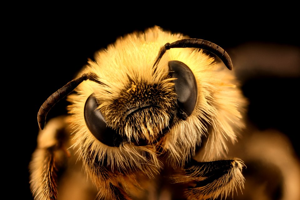 Diadasia species, f, face, Patagonia Chile Chico, Chile 2018-07-13-22.10