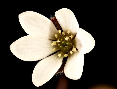 Anemone americana, 2, Round-lobed Hepatica, Howard County, Md,  2018-05-17-13.33