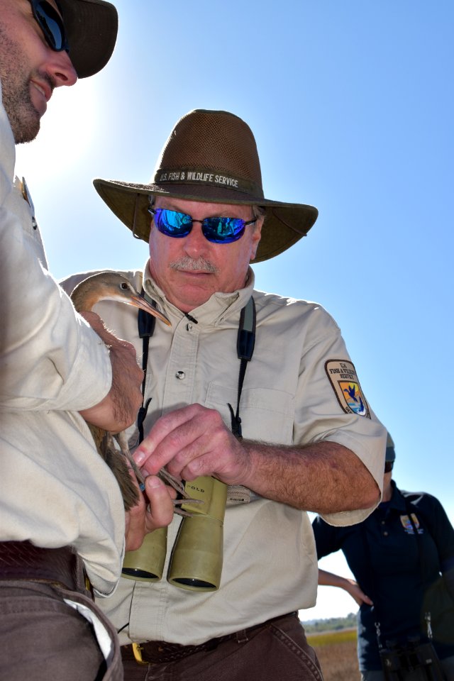 Tagging a light-footed Ridgway's rail