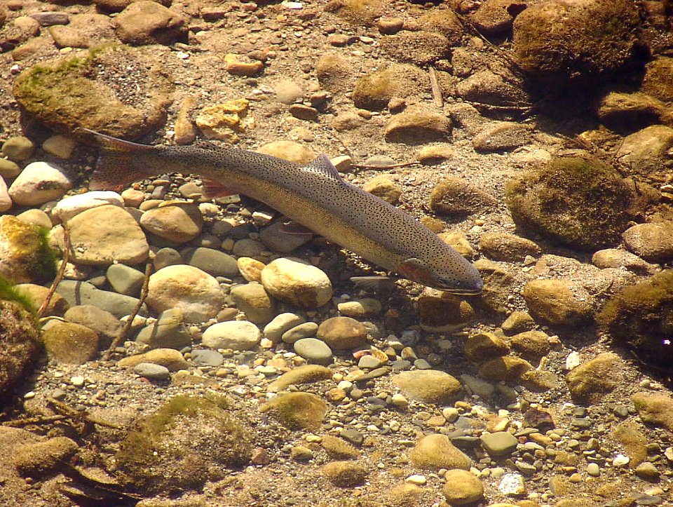 24-inch steelhead from Maria Ygnacio Creek in Santa Barbara County, California.