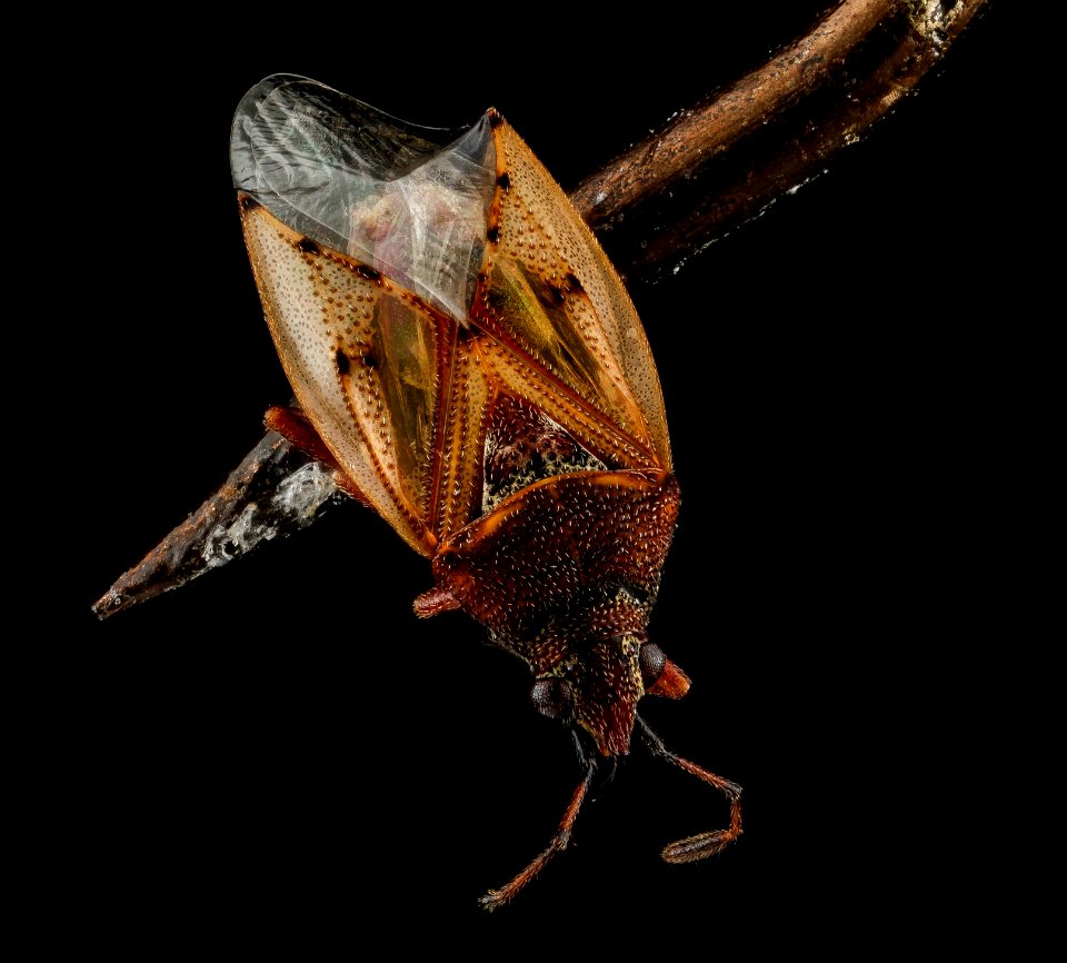 Kleidocerys resedae., U, Back, Maryland, Dorchester County 2013-01-25-15.50.13 ZS PMax