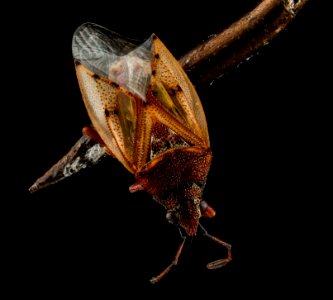 Kleidocerys resedae., U, Back, Maryland, Dorchester County 2013-01-25-15.50.13 ZS PMax