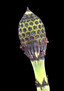 Equisetum hyemale, Tall Scouring Rush, Howard County, Md, GFG, Helen Lowe Metzman 2018-08-15-15.59.22 ZS PMax UDR photo