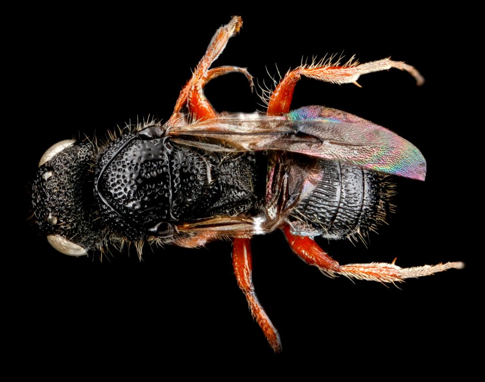 Wasp, U, back 1, Florida, Duval County 2013-03-15-15.08.18 ZS PMax