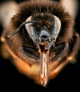Bombus ruderarius, f, face, Podunajska, Slovakia 2020-02-17-15.50.52 ZS PMax UDR