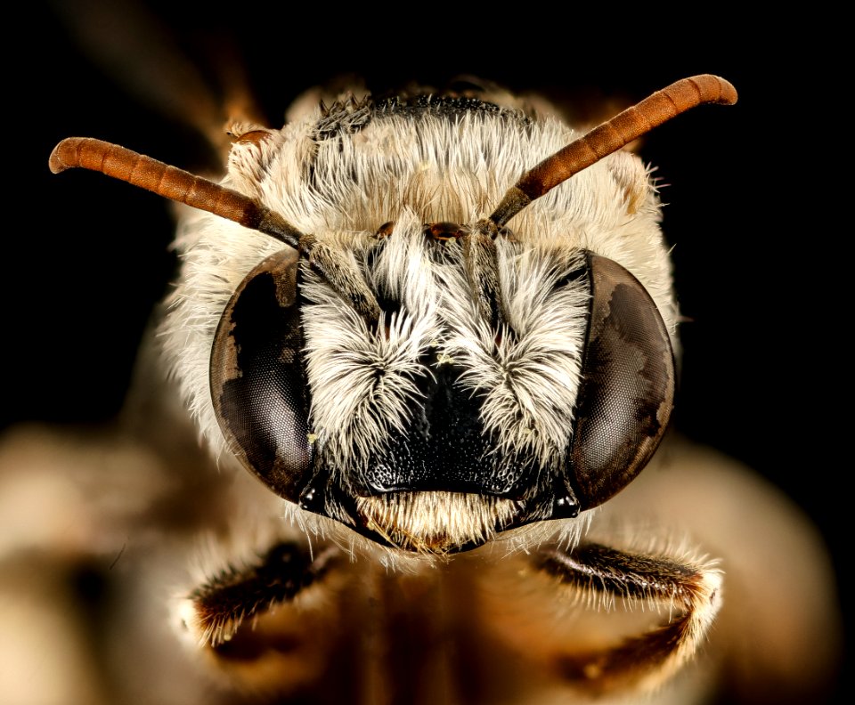 Svastra duplocincta, f, face, Pima Co., Tucson, AZ 2016-08-01-11.29