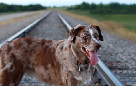 2017/365/194 Dog on the Tracks photo