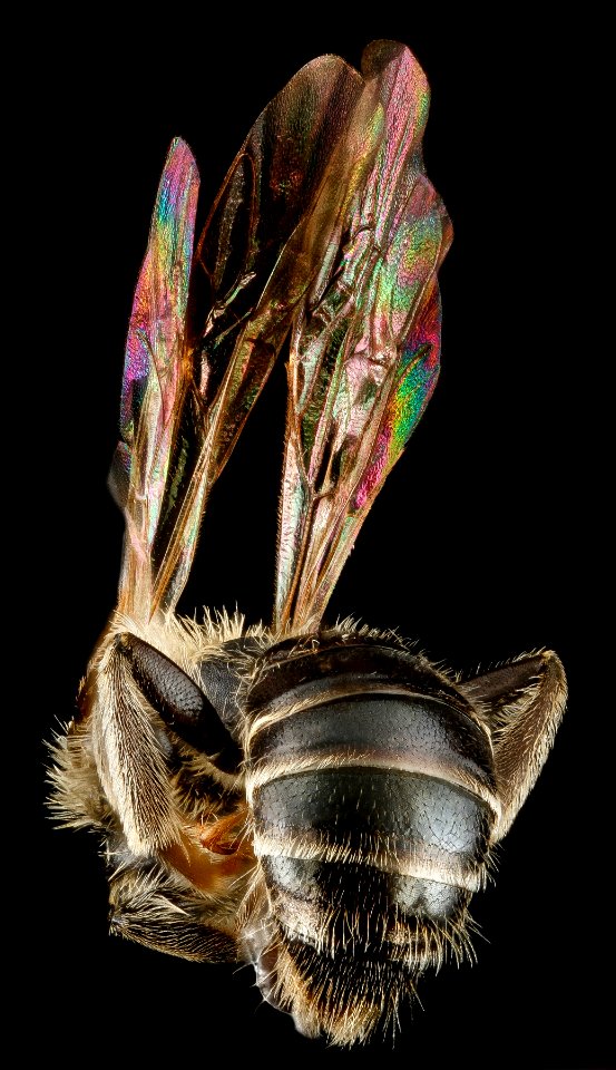 Andrena salictaria, U, back, Connecticut, Fairfield County 2012-12-28-13.08.12 ZS PMax