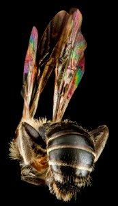 Andrena salictaria, U, back, Connecticut, Fairfield County 2012-12-28-13.08.12 ZS PMax