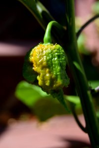 Ripening Carolina reapers