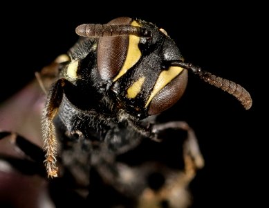 Hylaeus sp, F, Face, Puerto Rico, Yauco 2015-01-30-14.36.57 ZS PMax