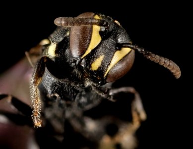 Hylaeus sp, F, Face, Puerto Rico, Yauco 2015-01-30-14.36.57 ZS PMax photo