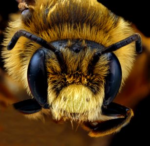 Andrena-rudbeckiae,-male,-face 2012-06-12-14.22.37-ZS-PMax photo