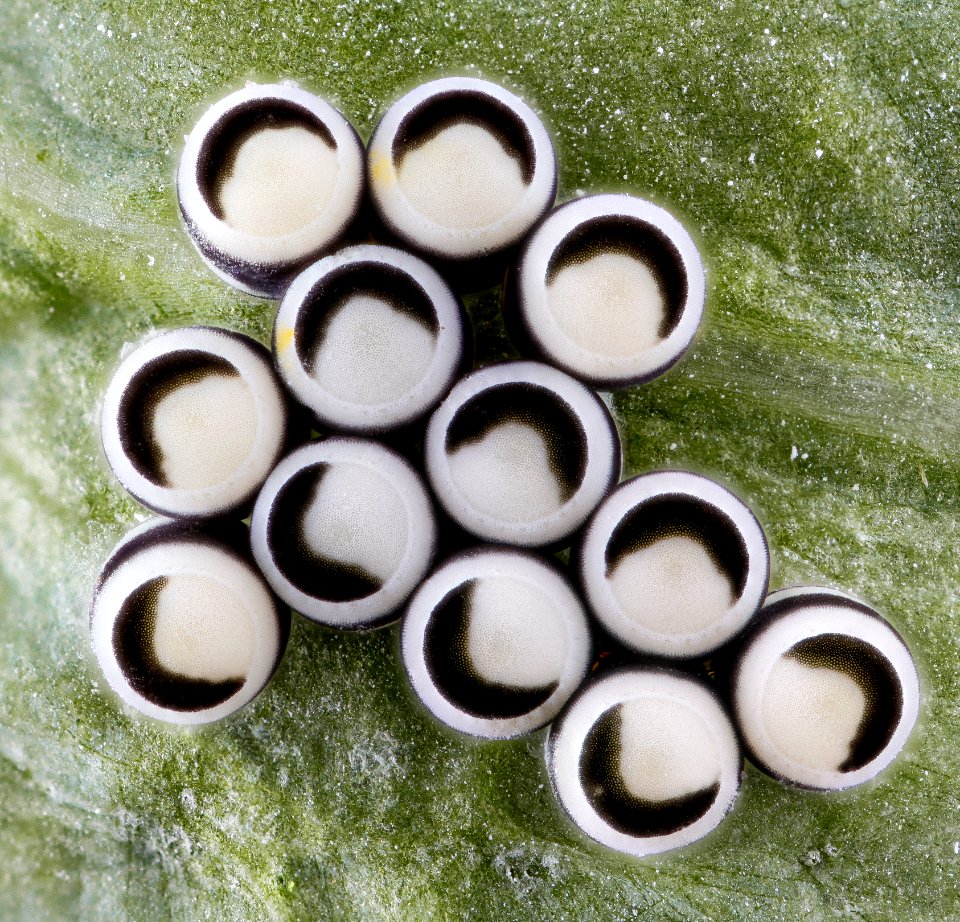 Murgantia histrionica, eggs 2013-03-08-14.32.03 ZS PMax