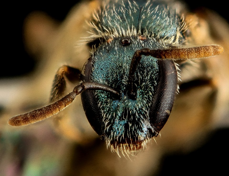 Lasioglossum longifrons, F, Face, Georgia, Camden County 2014-04-17-13.06.38 ZS PMax