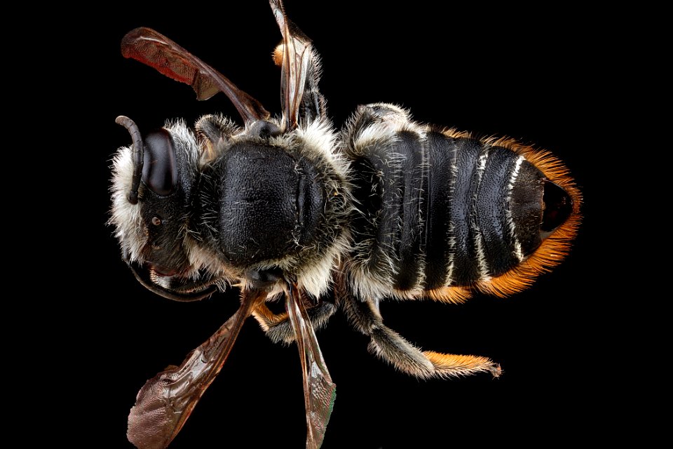 Megachile-mendica,-unkown,-back 2012-06-12-15.02.15-ZS-PMax