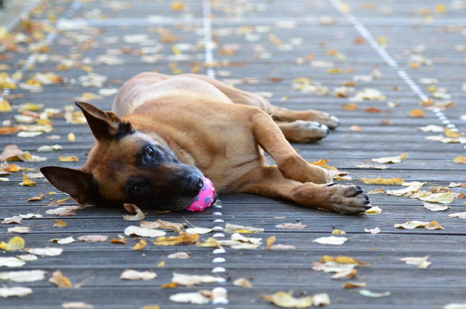 Dog with ball sweet wooden bridge