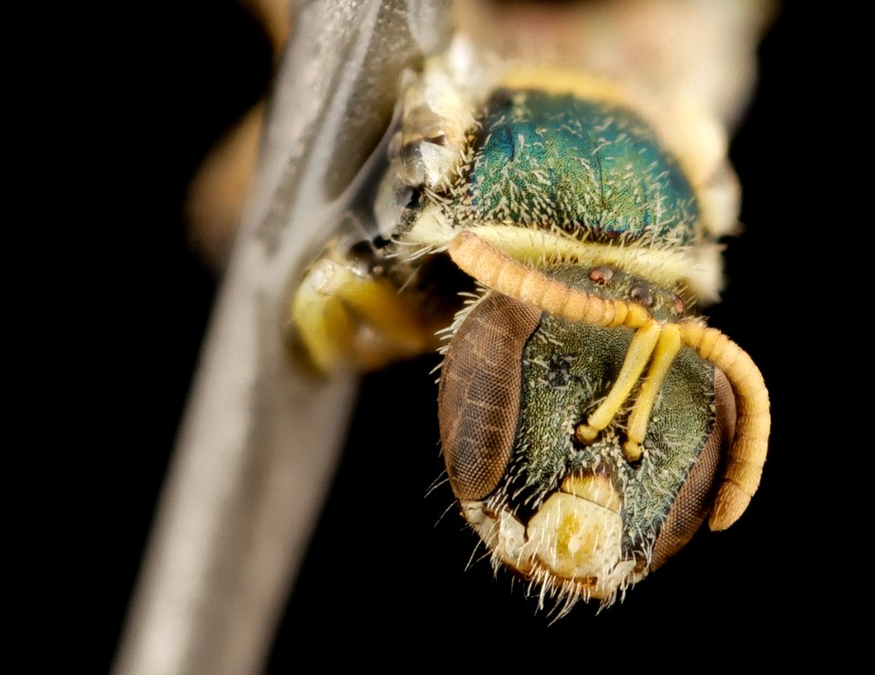 Nomioides,bee tiny pretty wing, f, kyrgystan, face 2014-08-10-09.17.21 ZS PMax