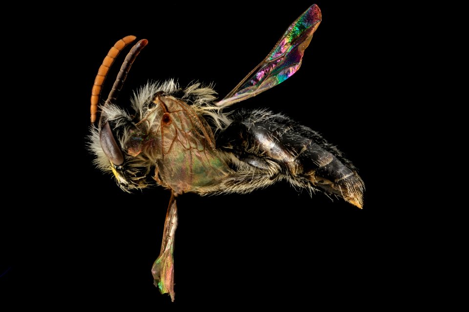 Andrena nida, M, Side, Maryland, Calvert County 2013-05-21-17.51.35 ZS PMax