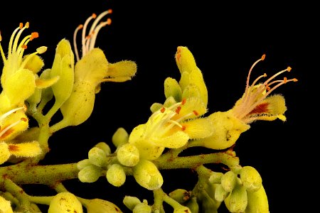 Aesculus glabra, Ohio Buckeye inflorescence, Howard County, MD, HeLoMetz 2017-05-26-16.48