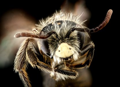 Andrena arabis, m, face, Fairfax Co., VA 2018-05-29-16.24