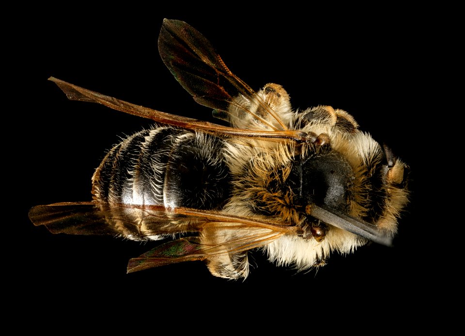 Andrena (Parandrena) weilesleyana, f, back, Middlesex Co, MA 2016-02-11-11.12