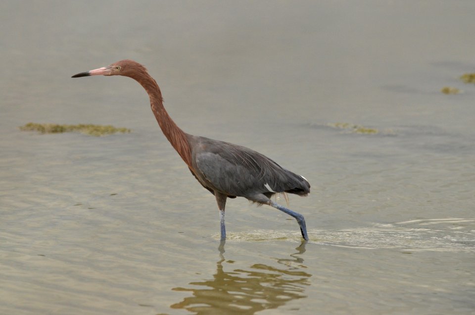 Egretta rufescens