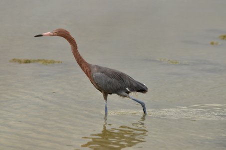 Egretta rufescens photo