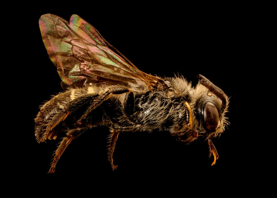 Calliopsis edwardsii, right, Broward co, Florida 2017-08-03-11.25