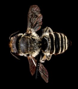 Megachile brevis, female, back 2012-06-15-17.30 photo