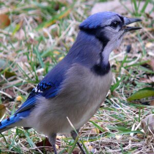 Wildlife songbird portrait