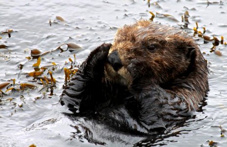 Southern sea otter at Moss Landing photo