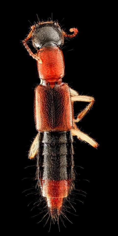 Rove beetle, U, Back, Upper Marlboro, MD 2013-08-21-16.29.18 ZS PMax