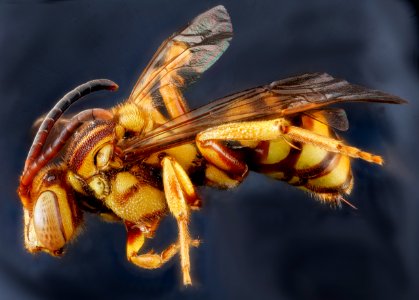 Nomada luteola, F, side, Maryland, Somerset County 2013-02-06-14.49.08 ZS PMax photo