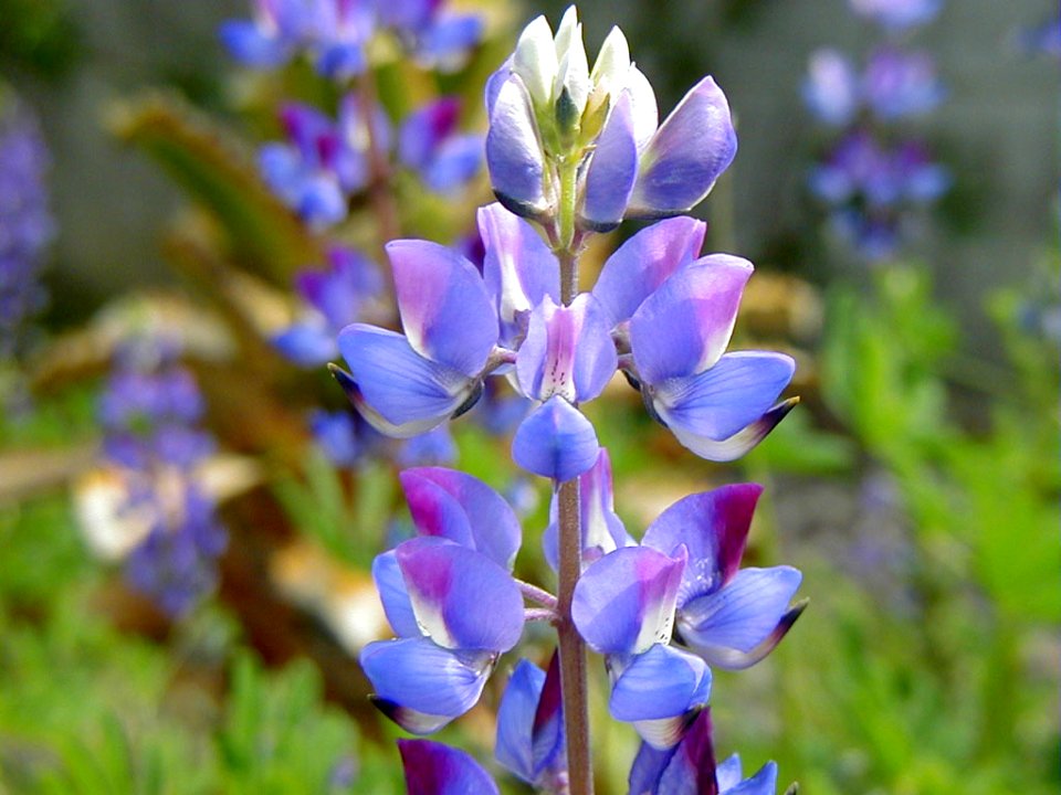 Desert Lupine