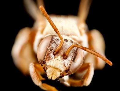 Tarsalia persica, f, iran, face 2014-08-14-14.18.36 ZS PMax photo