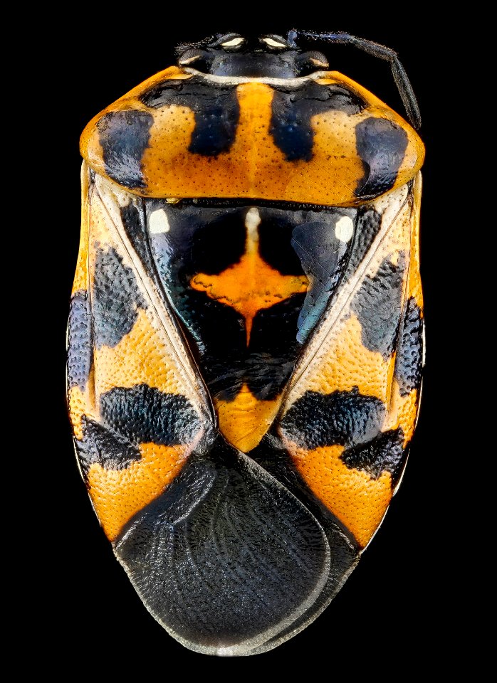 Murgantia histrionica, 1, F, back, Maryland, Beltsville 2013-03-08-14.03.57 ZS PMax
