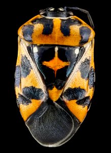 Murgantia histrionica, 1, F, back, Maryland, Beltsville 2013-03-08-14.03.57 ZS PMax photo