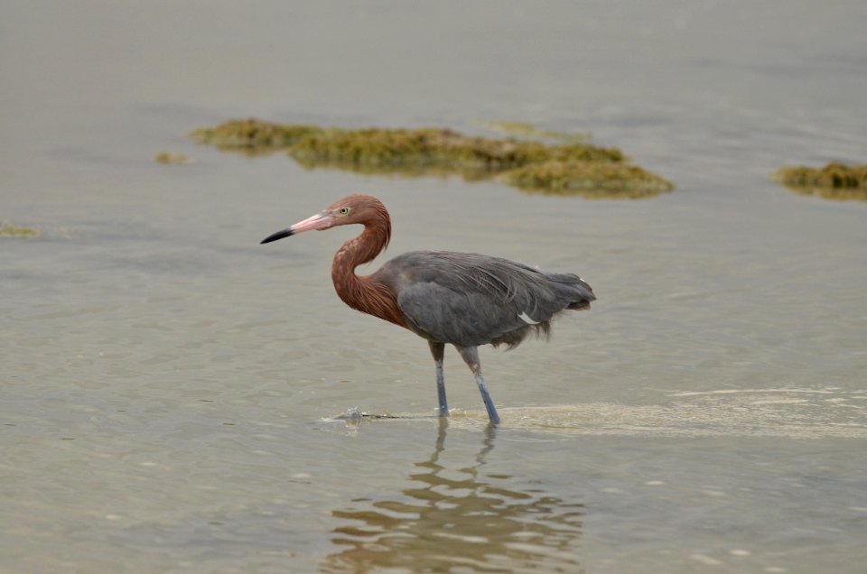 Egretta rufescens